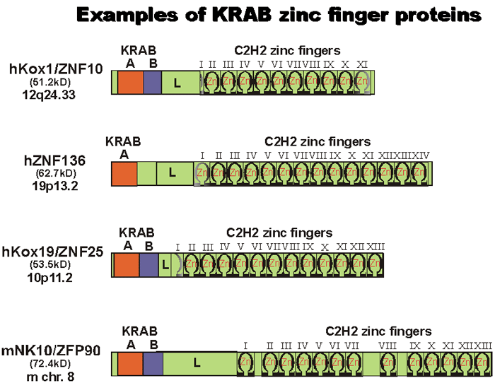 C2H2 ZNF Database